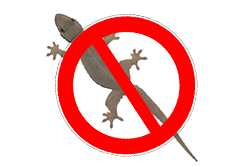 Lizard Control